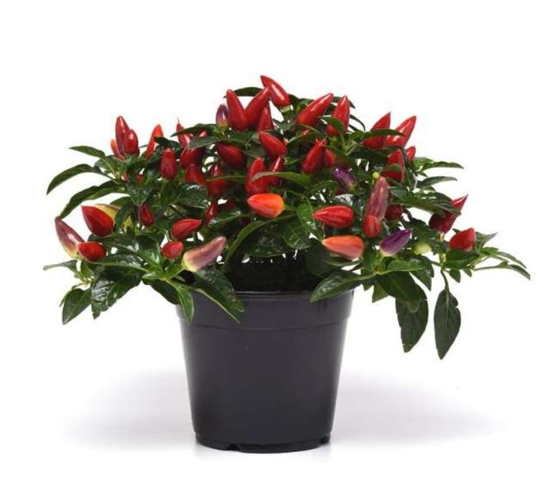 فلفل تزئینی کوچک گلدان 12